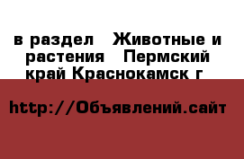  в раздел : Животные и растения . Пермский край,Краснокамск г.